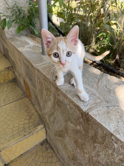 Малко мъжко коте