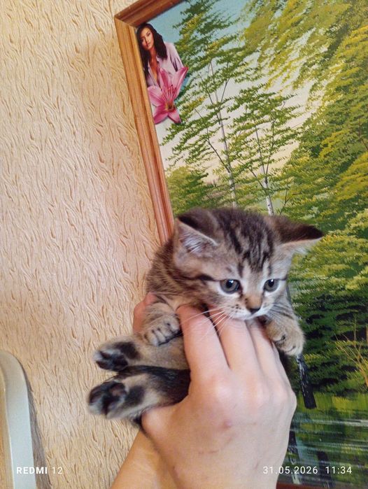Продам котят британцы