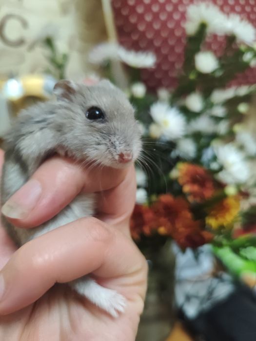 Отдам бесплатно хомяков с клеткой