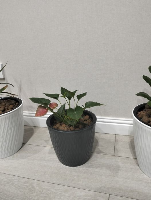 Продам комнатные цветы