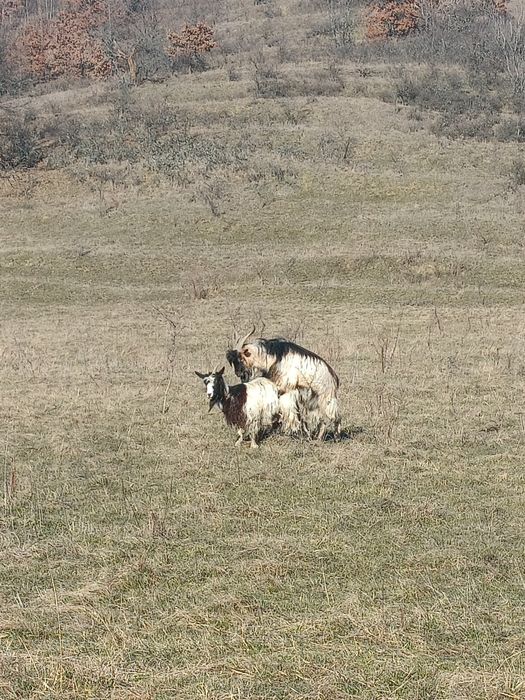 Vând ȚAP - Foarte Viril