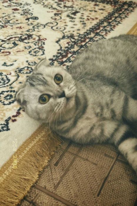 Кошка вислоухая Шотландка