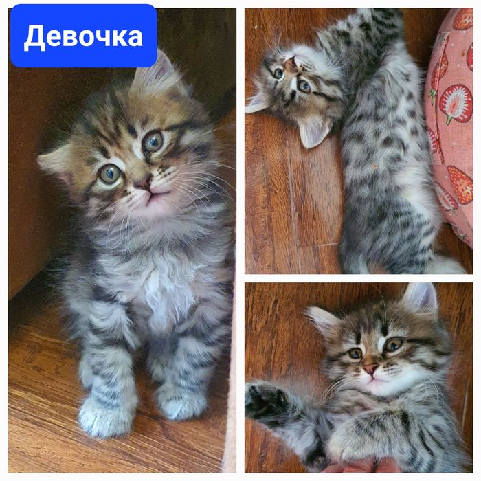Котята шотландской вислоухой