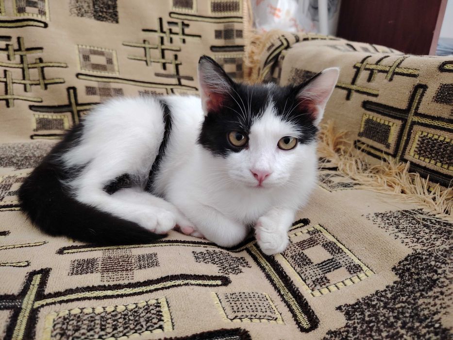 Отдаётся даром очень красивый котёнок