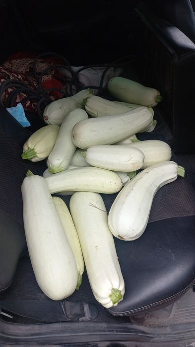 Кабачки домашние