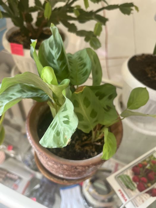 Цветы в горшках продам