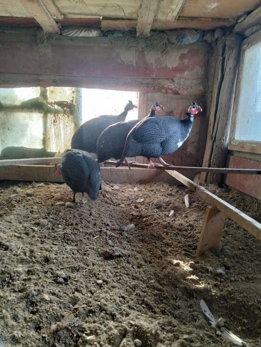 Цесарки тауык куры