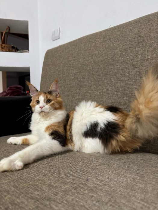 Fetita maine coon felisa autorizata cu pedigree