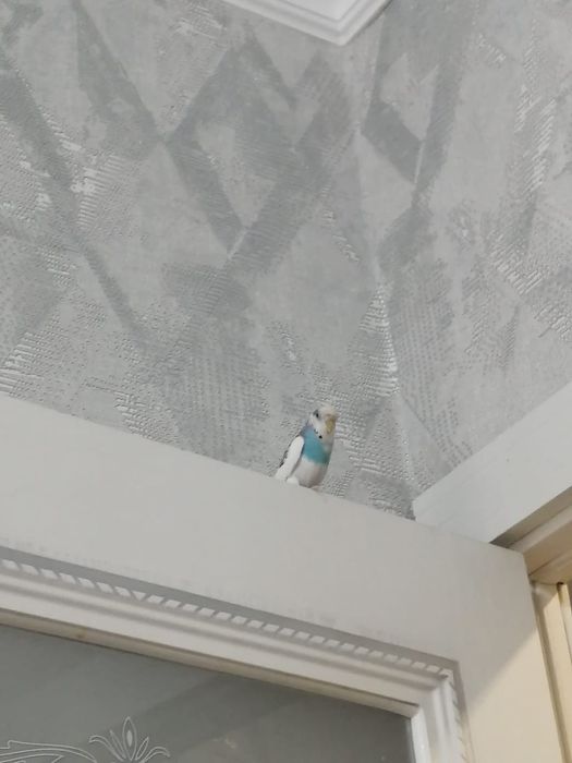 Волнистый Попугай и клетка
