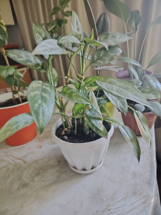 Продам цветы большие