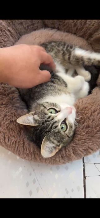 Котенок 3-4 месяца девочка