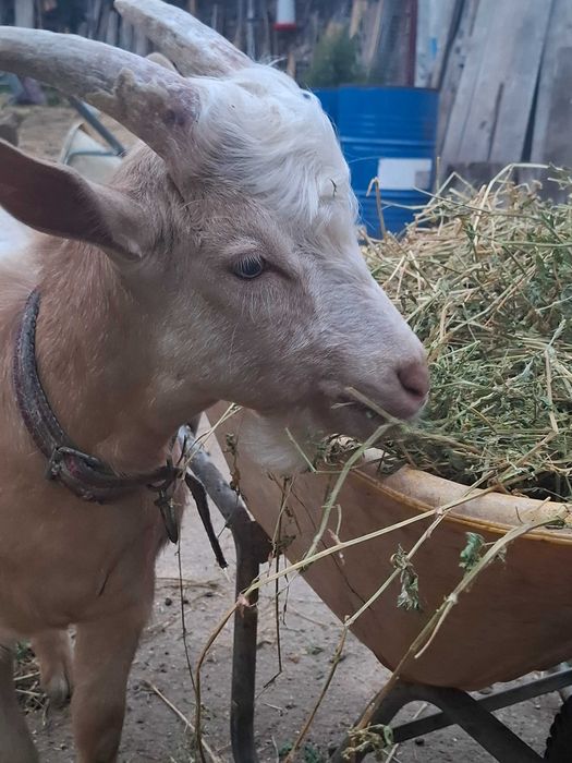 Țap de vânzare, 5 luni