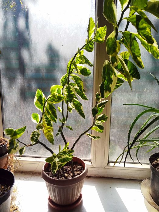 продам растение комнатное педилантус