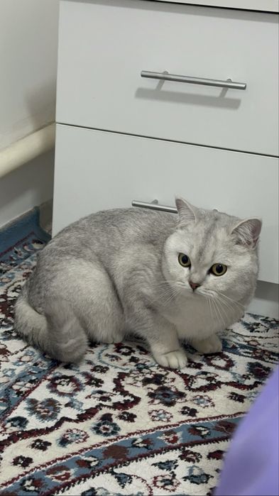 Британская шишнила