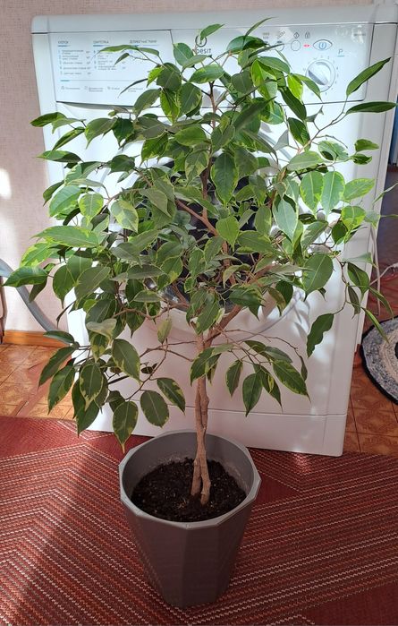 Продам комнатные цветы разные