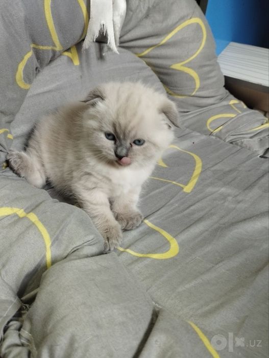 Бронь котят от скотиш фолд и скотиш страйт