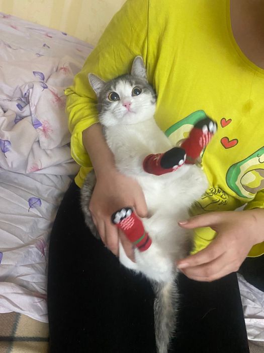 Кошка девочка за хорошие руки