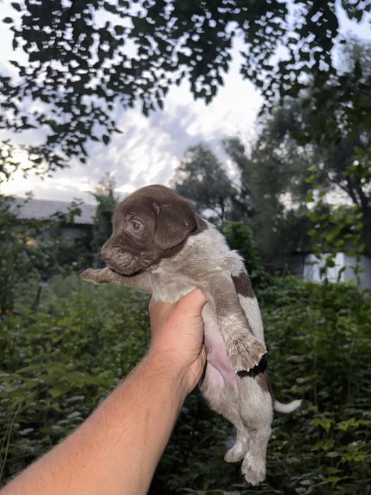 Продам щенков курцхаара