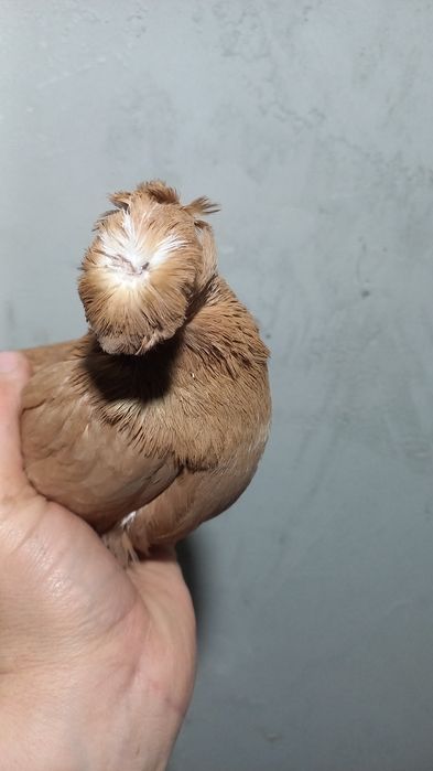 Голуби на продажу