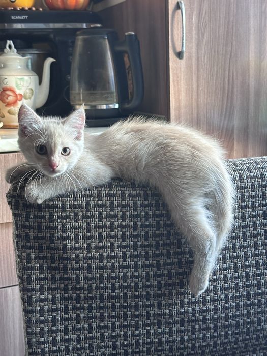 Отдам котёнка. Мальчик