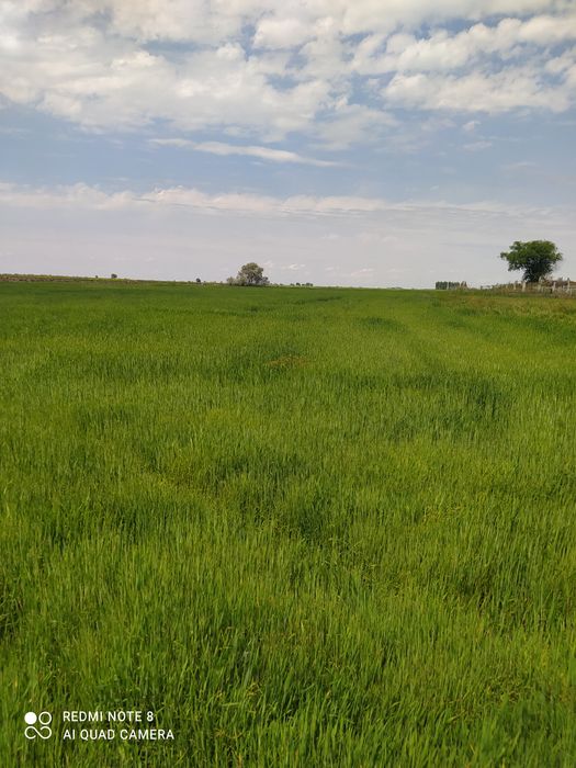 Арпа сатылады Сорт Маргрет