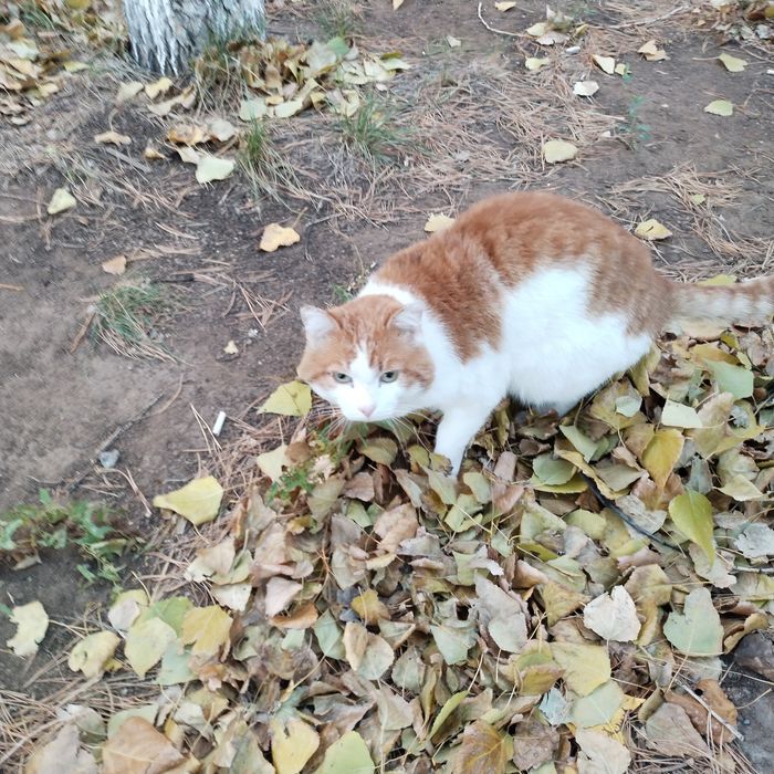 Кот  в добрые руки