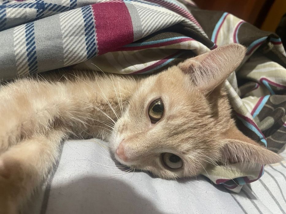 рыжии котенок подросток