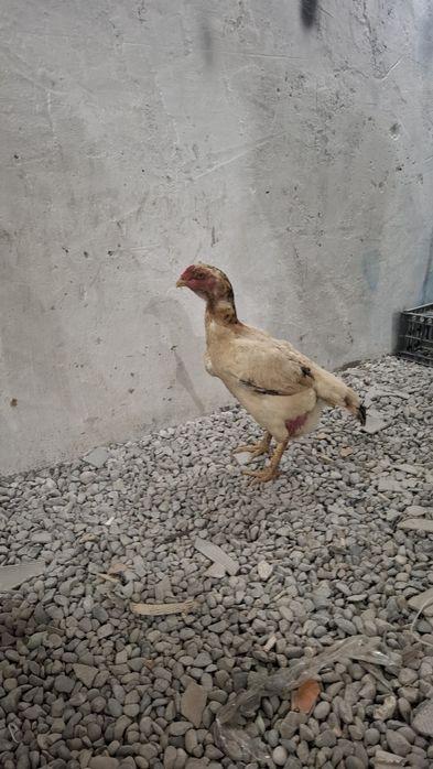 Сатылат 3 жылдык вес 4кг сена 10000