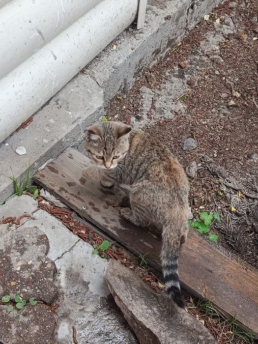 Отдам котенка 4 месяцев