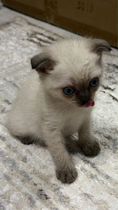 Котята  шотладский веслоухий 1.5 месяцев