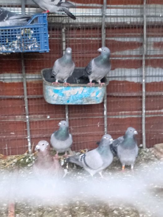 Vând lot de 14 porumbei voiajori