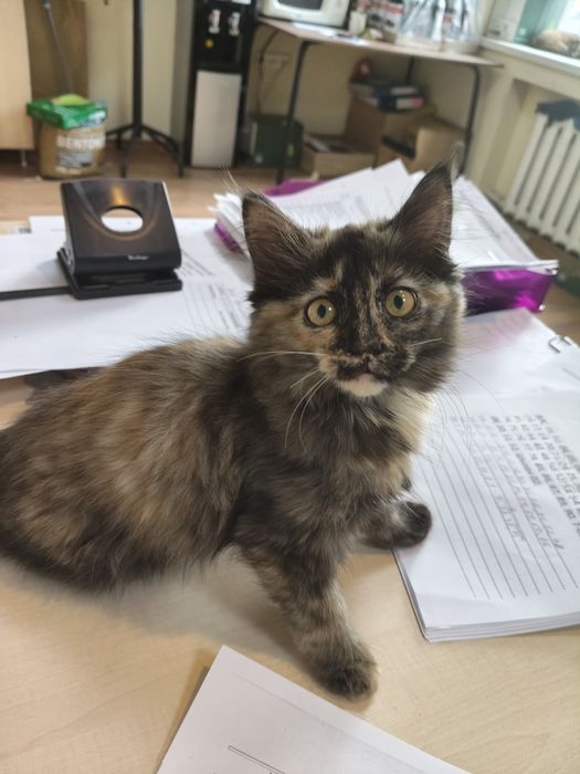 Отдам Котенка девочка