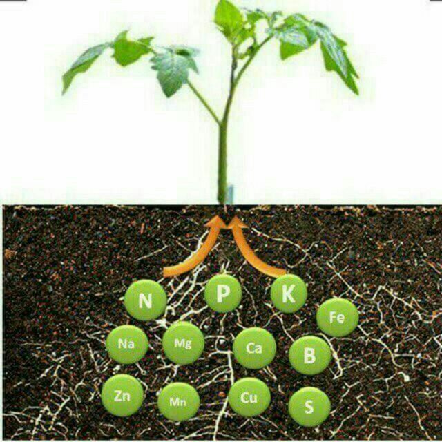 Sifatli biogumus va Kaliforniya chuvalchangi sotiladi.