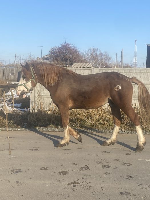 Продам жеребец 2.5