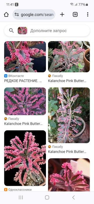 Суккулент Каланхоэ розовая бабочка