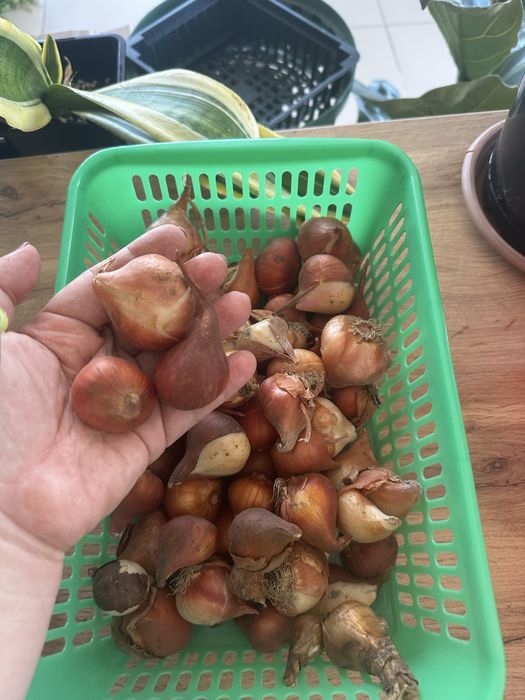 Тюльпаны луковицы