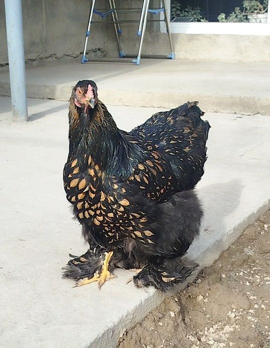 Brama Zolota 4 dona tovuq lari