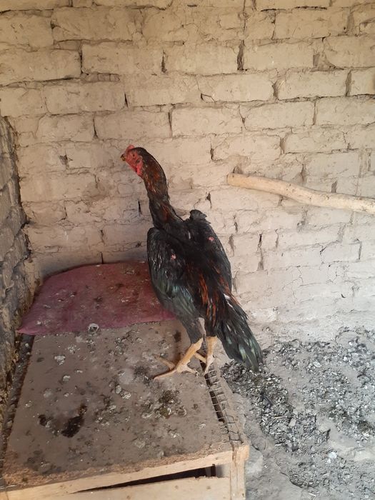 Sovet filmlar porno soxta