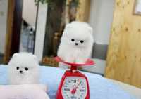 Pomeranian Mini Toy Second Hand Si Noi