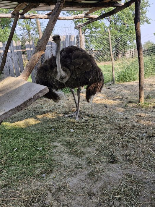 Vand familie de struți