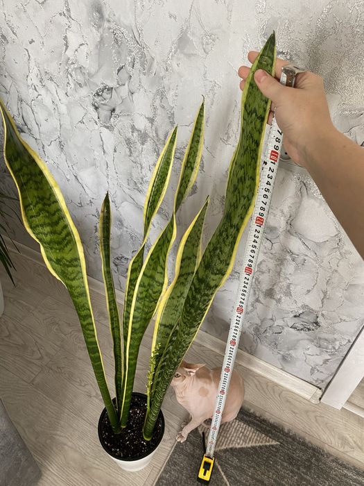 сансевиерия трехполостная