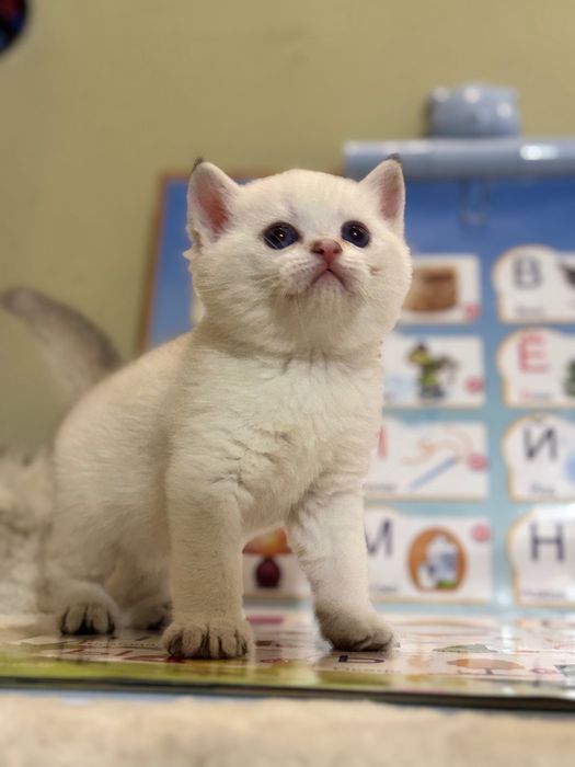 Продаются котята, британские!