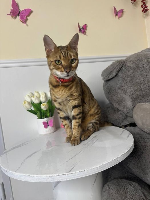 Продаётся бенгальская кошечка, 2 года