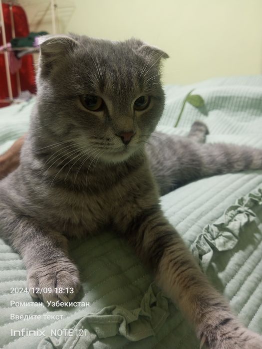 Ақлли мушук сотилади