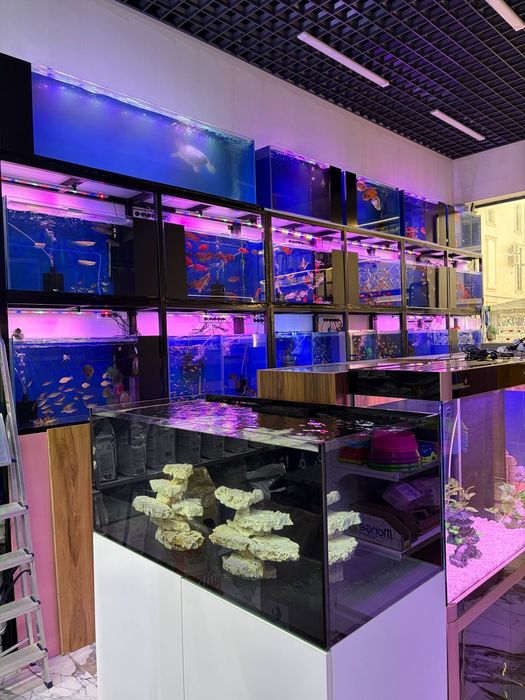 Akvarum va baliq magazin