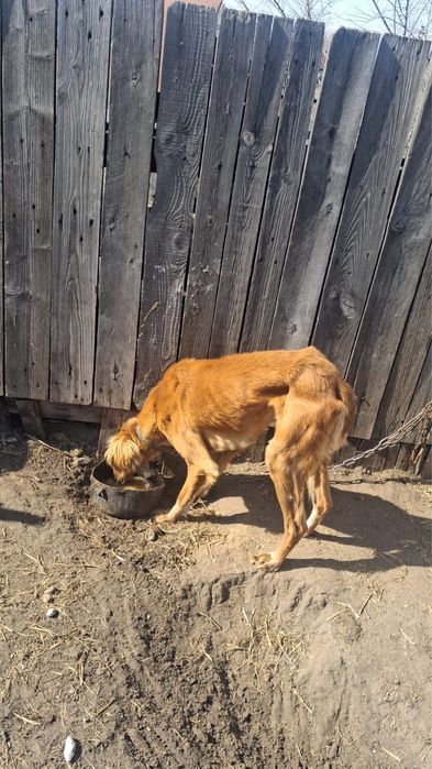 Продаются собаки — иттер сатылады - тазылар