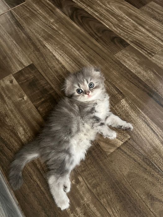 Очаровательные котята