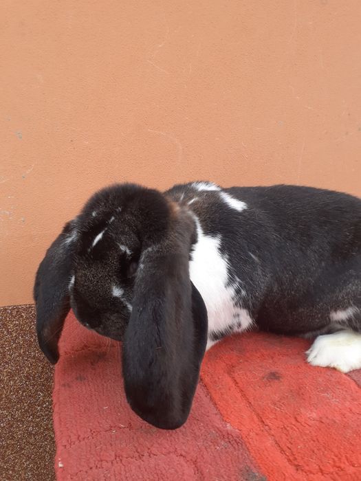 Iepuri berbec german .