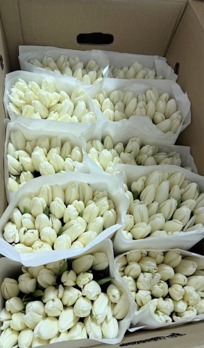 тюльпаны 295 тг Қызғалдақ