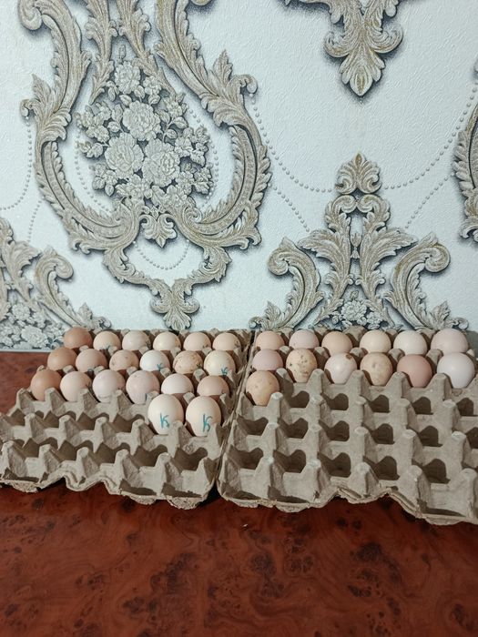 Qora shaxzoda va kulangi jujalar